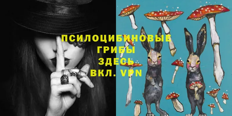 Галлюциногенные грибы Psilocybe  Киржач 