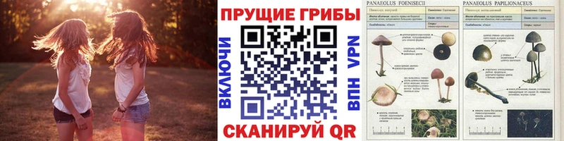 Псилоцибиновые грибы Psilocybe  mega зеркало  Киржач 