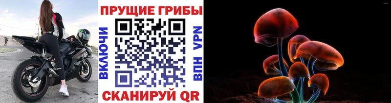 Псилоцибиновые грибы Psilocybe Киржач