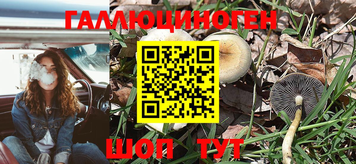 Галлюциногенные грибы Psilocybe Киржач